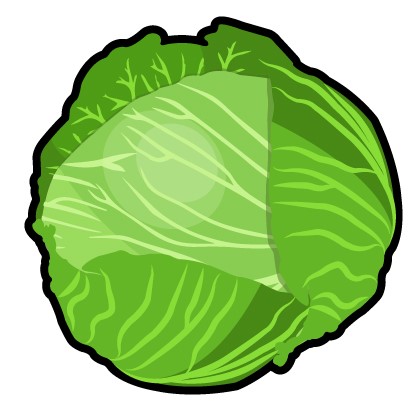 cabbage