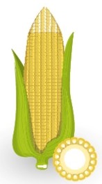 corn